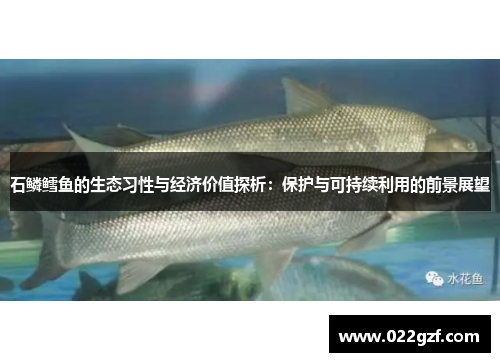 石鳞鳕鱼的生态习性与经济价值探析：保护与可持续利用的前景展望